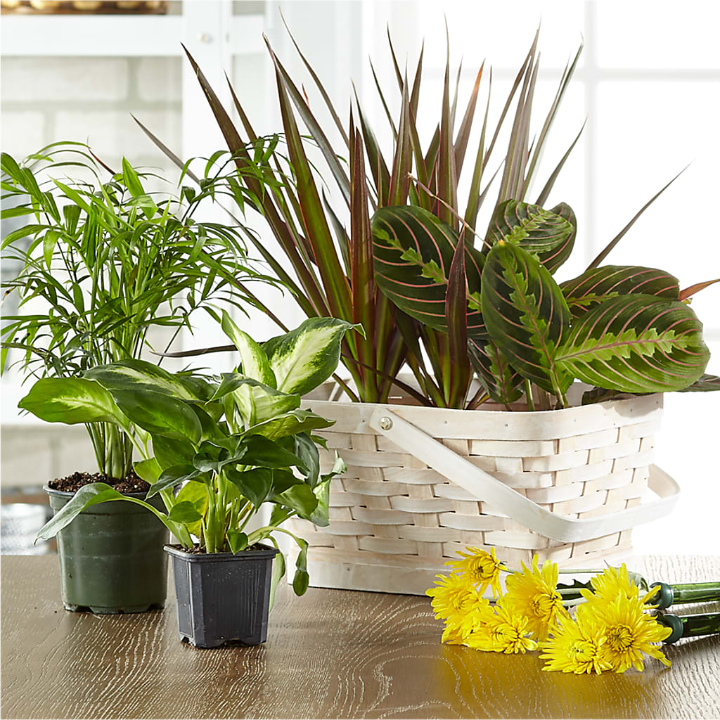 Florist Designed Blooming and Green Plants in a Basket – Discountflowershop.com, Tontitown AR