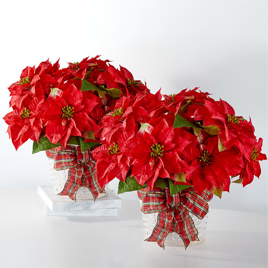 Happiest Holidays Poinsettia Bundle – Discountflowershop.com, Tontitown AR