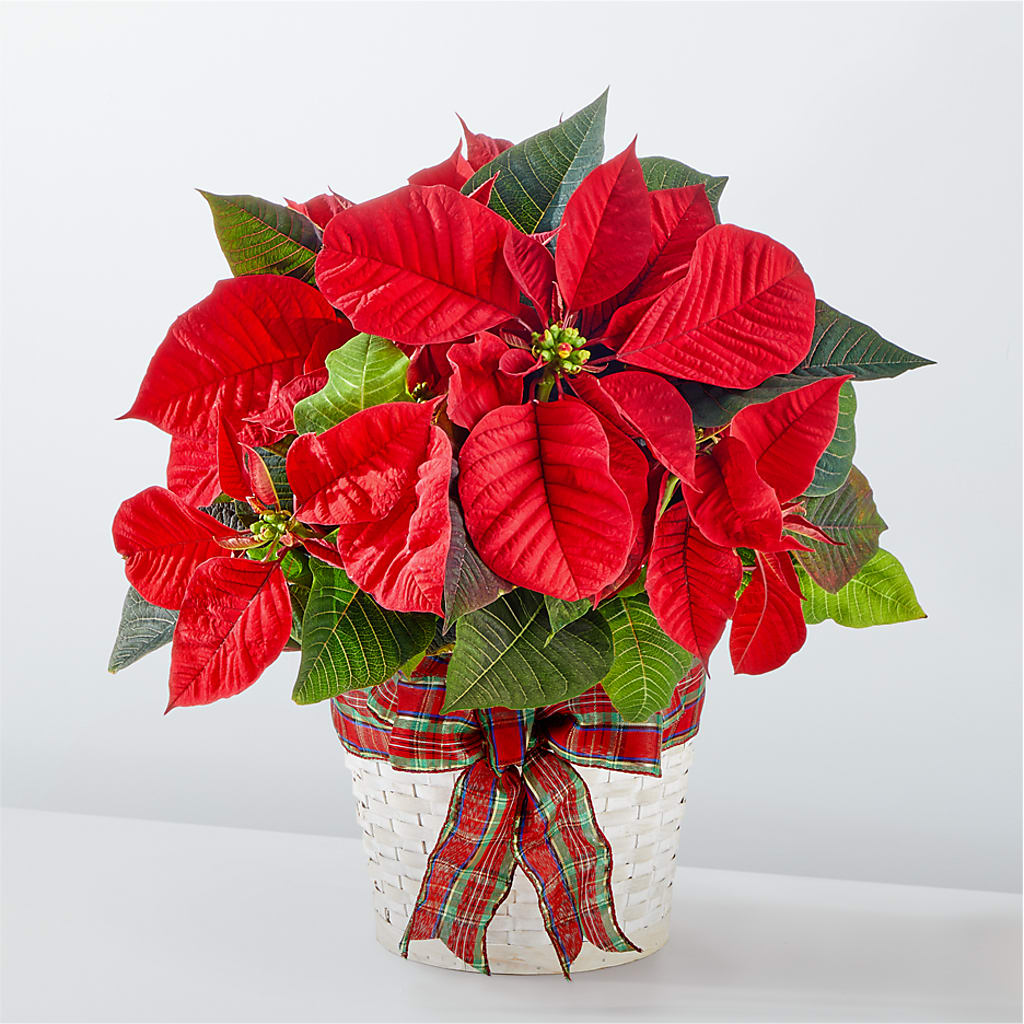 Happiest Holidays Poinsettia – Discountflowershop.com, Tontitown AR
