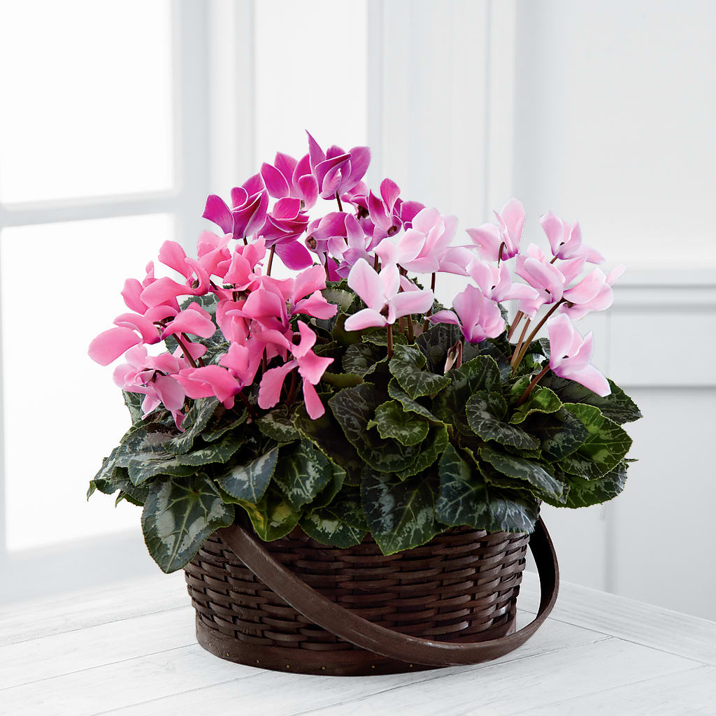 Mixed Cyclamen Planter – Discountflowershop.com, Tontitown AR