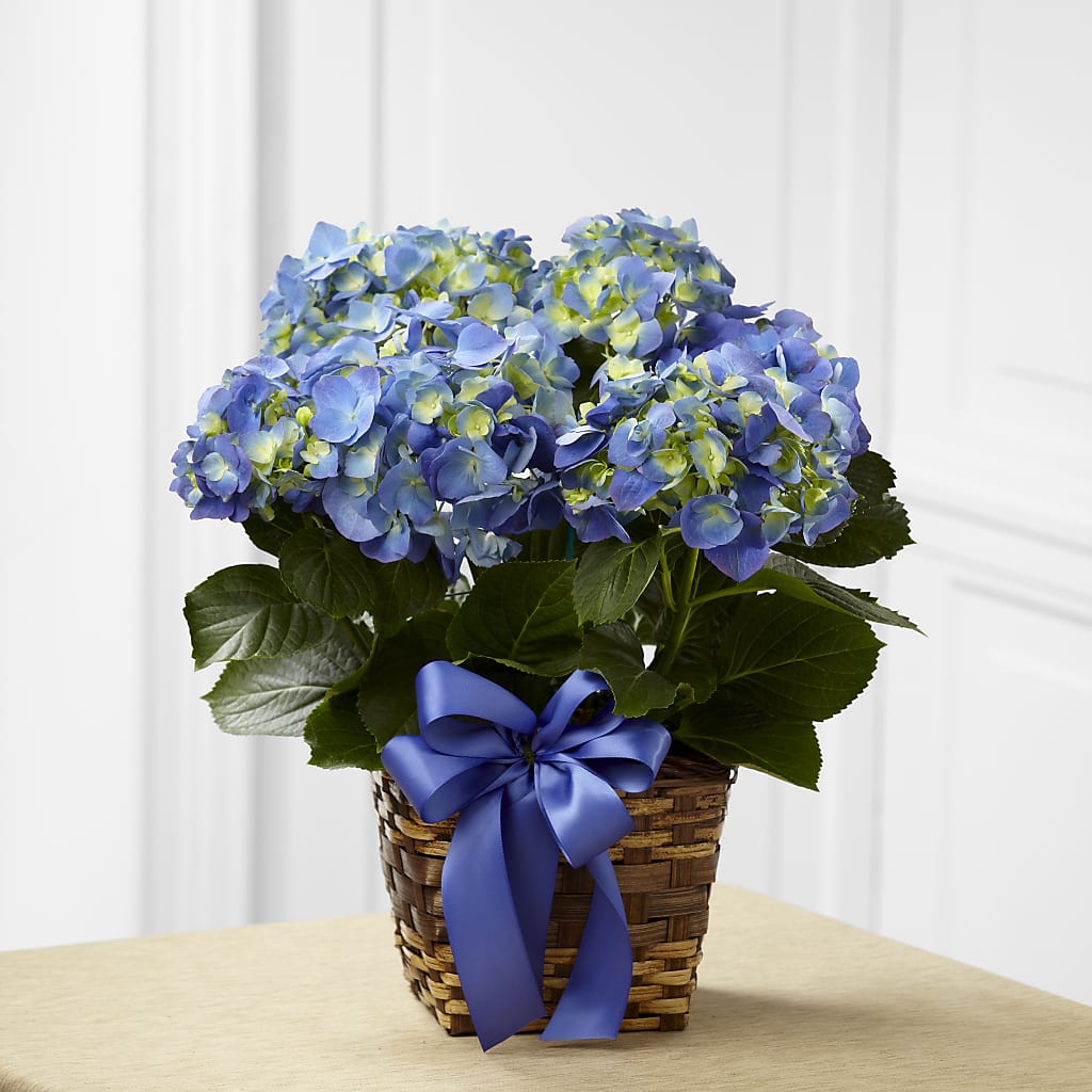 Blue Hydrangea Planter – Discountflowershop.com, Tontitown AR