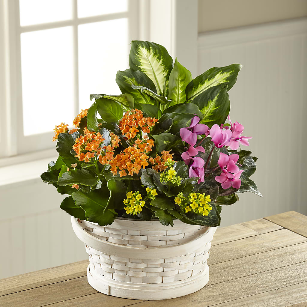Color Crush Dishgarden – Discountflowershop.com, Tontitown AR