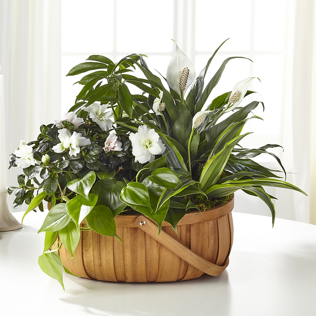 Serene Dishgarden – Discountflowershop.com, Tontitown AR