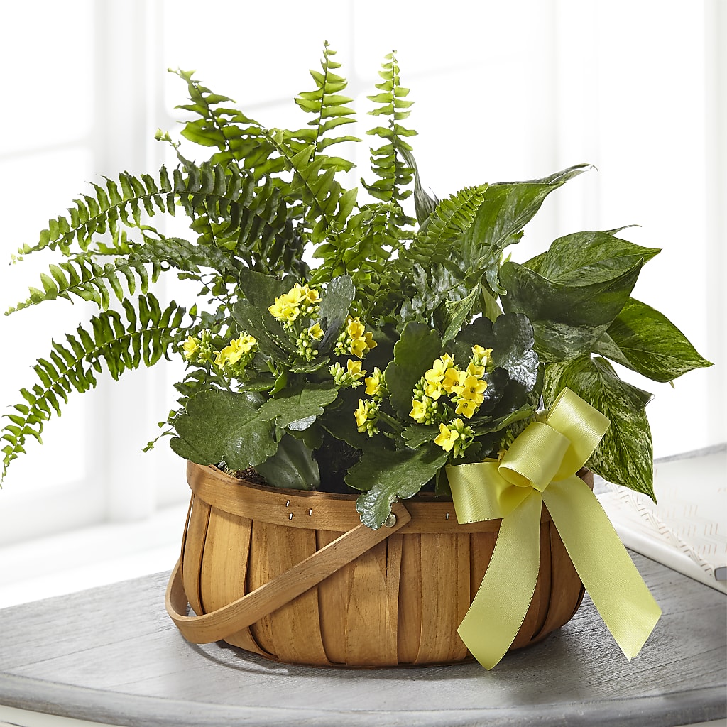 Always Dear Dishgarden – Discountflowershop.com, Tontitown AR