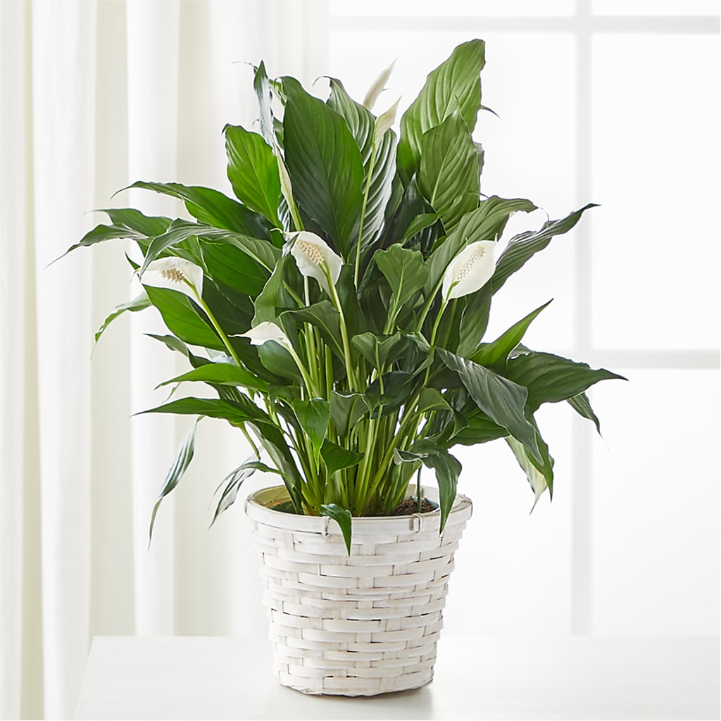 A New Leaf Peace Lily – Discountflowershop.com, Tontitown AR
