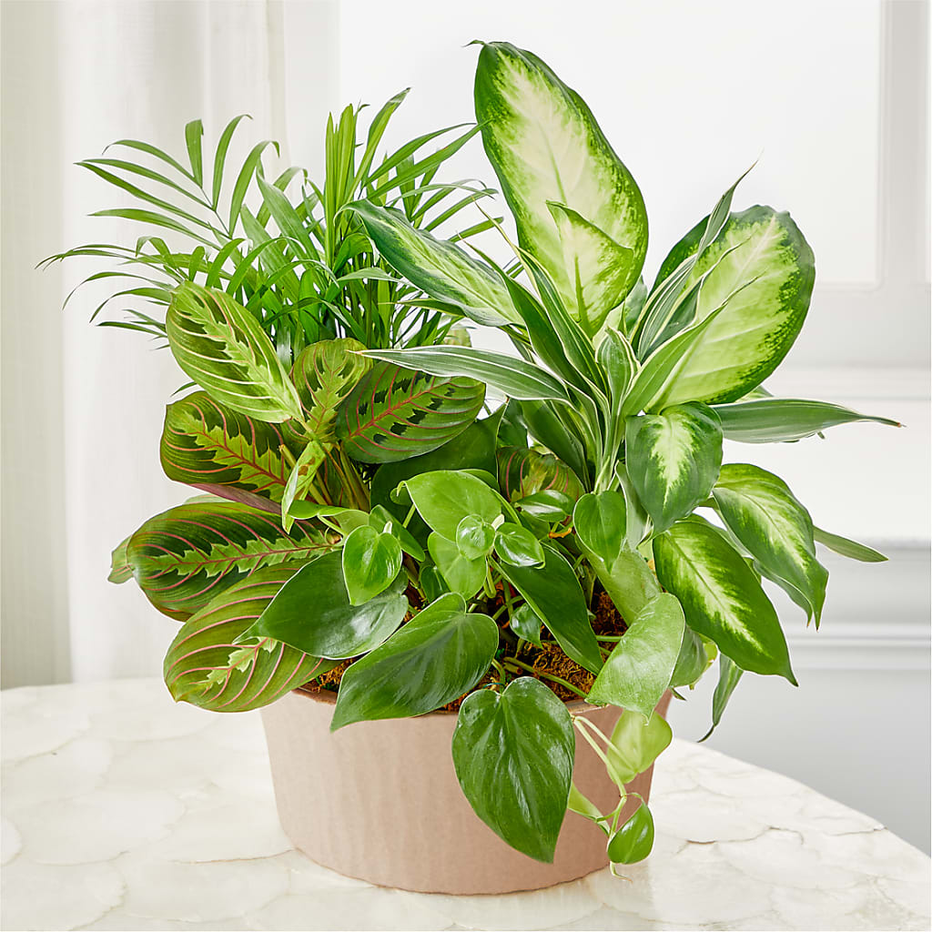 Balance & Harmony Dishgarden – Discountflowershop.com, Tontitown AR