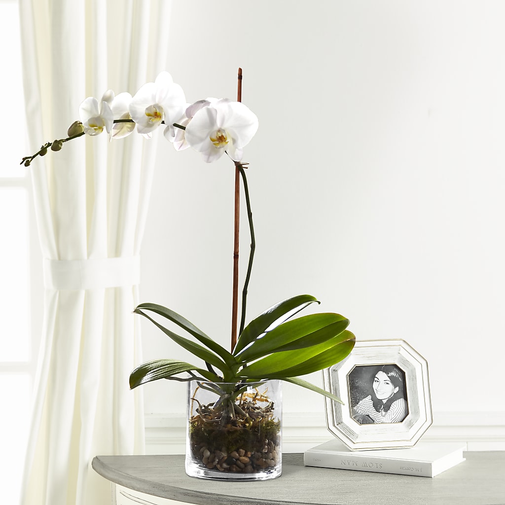 White Orchid Planter – Discountflowershop.com, Tontitown AR