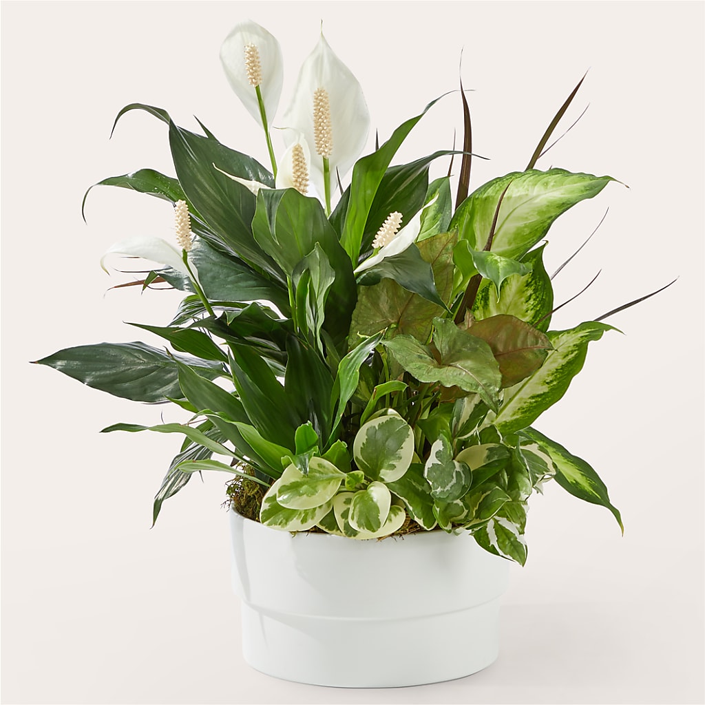 Radiating Positivity Dishgarden – Discountflowershop.com, Tontitown AR