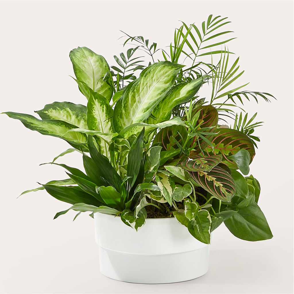 Radiating Positivity Dishgarden – Discountflowershop.com, Tontitown AR