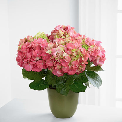 Pink Hydrangea Planter –  Discountflowershop.com, Tontitown AR