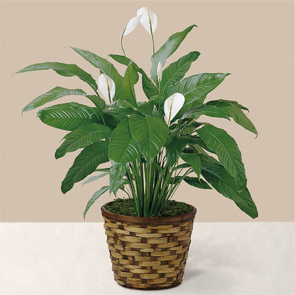 Tranquil Moments Peace Lily Plant –  Discountflowershop.com, Tontitown AR