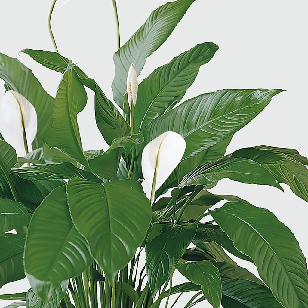 Tranquil Moments Peace Lily Plant –  Discountflowershop.com, Tontitown AR