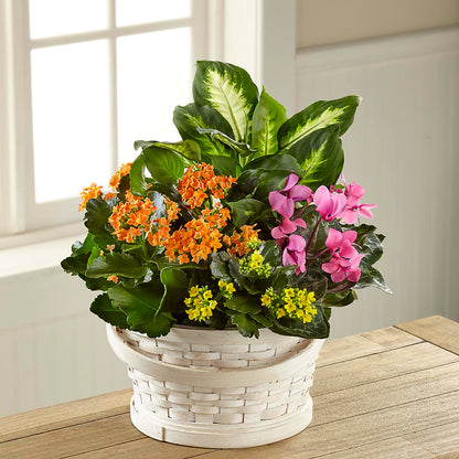 Color Crush Dishgarden –  Discountflowershop.com, Tontitown AR
