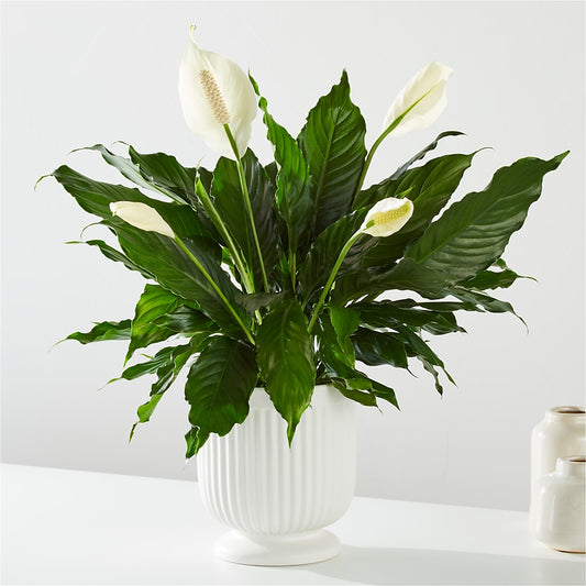 Comfort Planter –  Discountflowershop.com, Tontitown AR