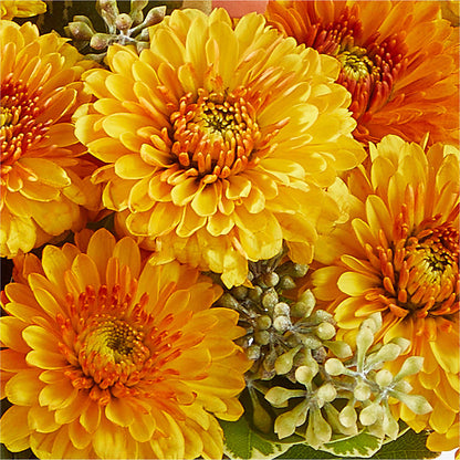 Peachy Pumpkin –  Discountflowershop.com, Tontitown AR