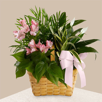 Living Spirit Dishgarden –  Discountflowershop.com, Tontitown AR