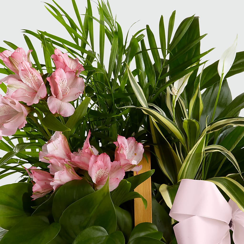 Living Spirit Dishgarden –  Discountflowershop.com, Tontitown AR