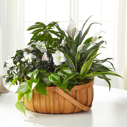 Serene Dishgarden –  Discountflowershop.com, Tontitown AR