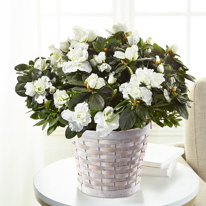 White Azalea Plant –  Discountflowershop.com, Tontitown AR