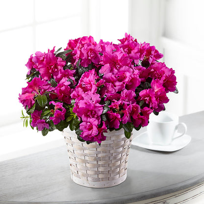 Hope & Serenity Azalea Plant –  Discountflowershop.com, Tontitown AR