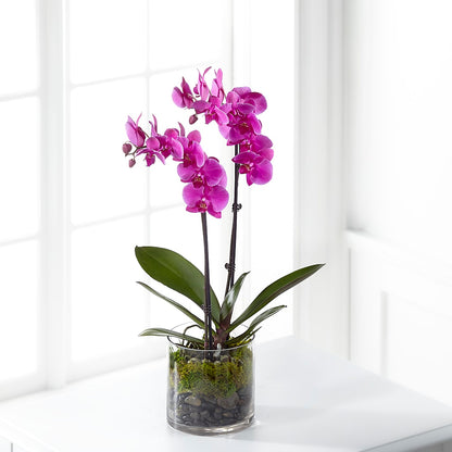 Pink Orchid Plant –  Discountflowershop.com, Tontitown AR