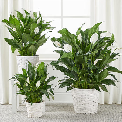 A New Leaf Peace Lily –  Discountflowershop.com, Tontitown AR