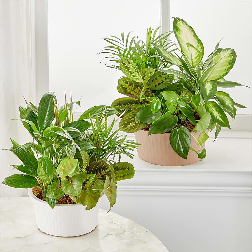Balance & Harmony Dishgarden –  Discountflowershop.com, Tontitown AR