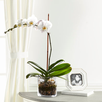 White Orchid Planter –  Discountflowershop.com, Tontitown AR