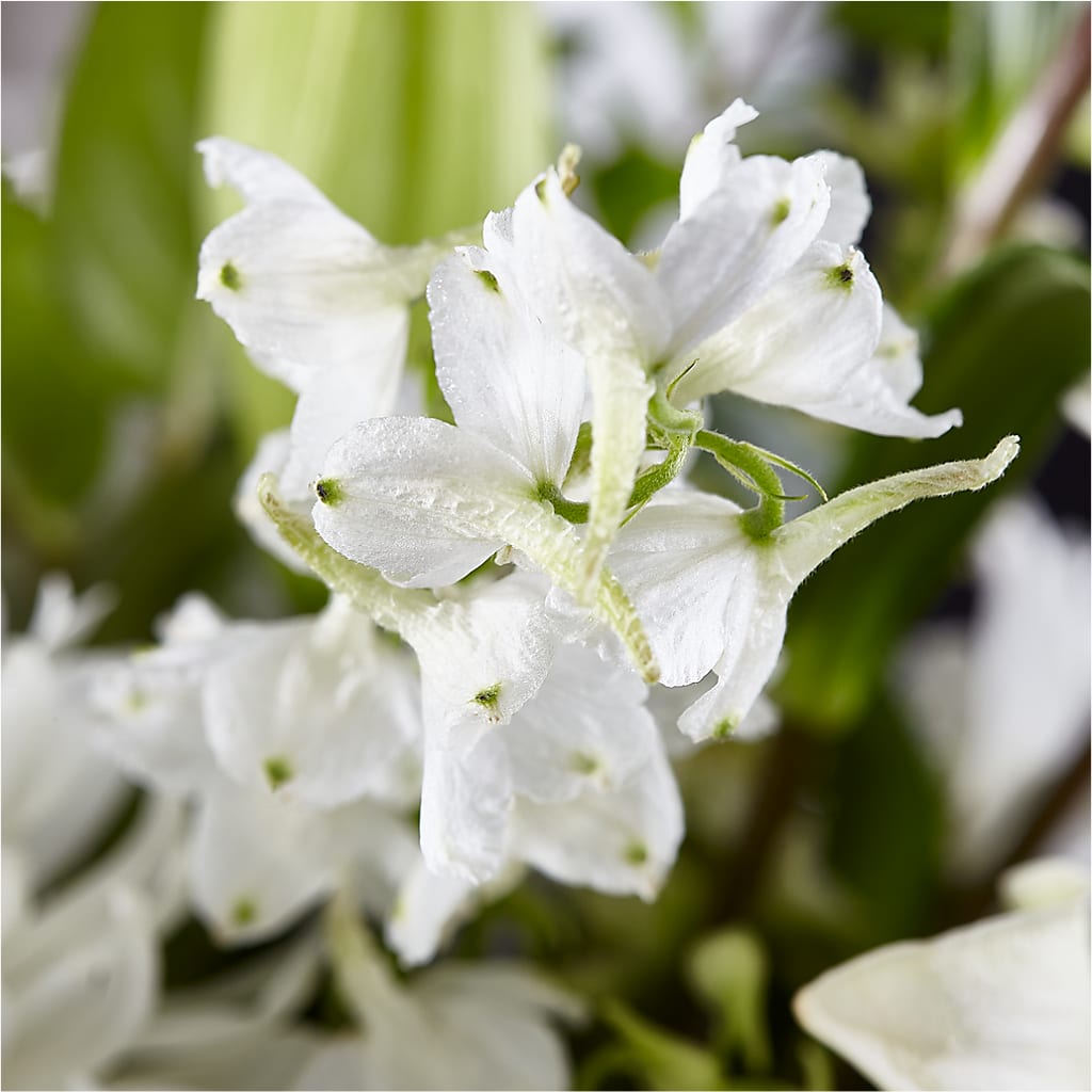 Classic Ivory – A Florist Original –  Discountflowershop.com, Tontitown AR